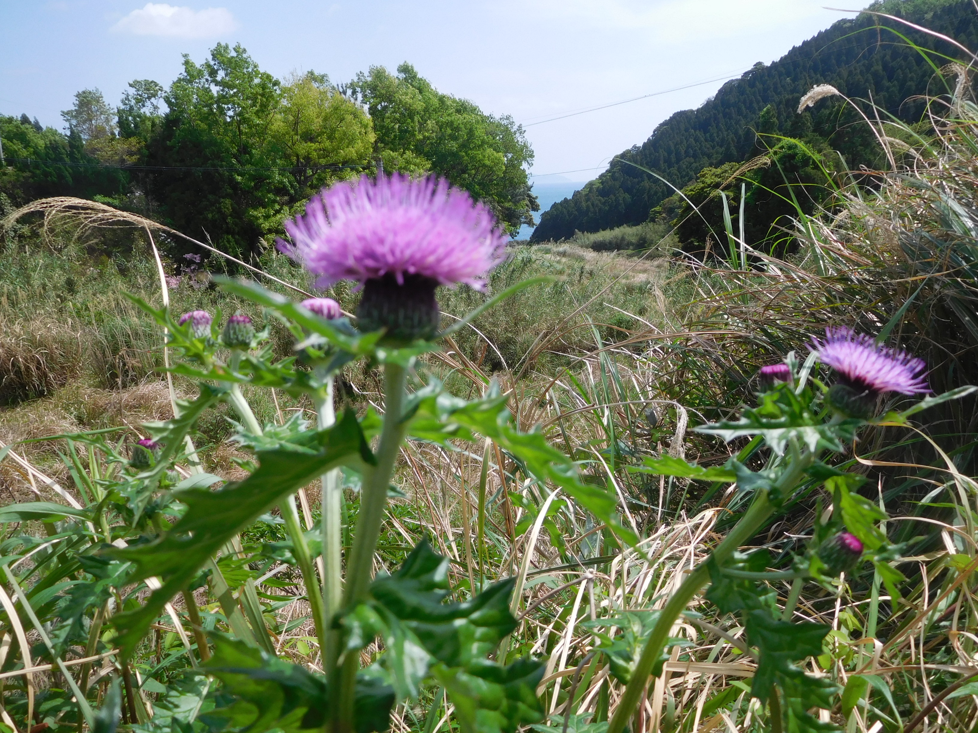 野アザミ 自然薬草園で育てた薬草酢の製造 販売 株式会社薬草酢本舗 芳山坊